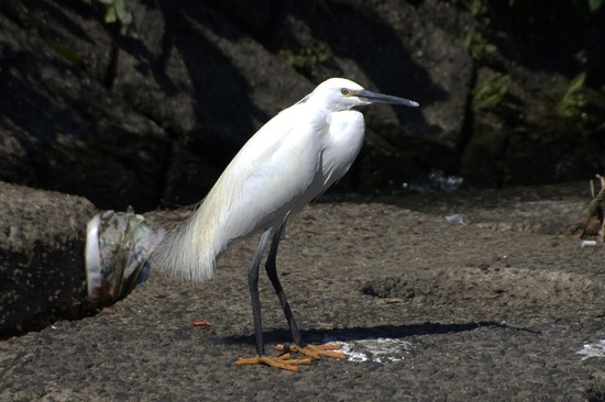 銀座トイプードルリリーとドナas know as de wan09