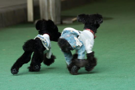 505 銀座ブラックのトイプードルリリーとドナas know as de wan18