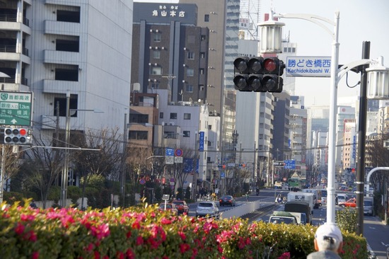 銀座トイプードルリリーas know as de wan93