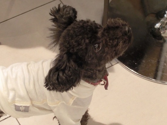 as know as de wan トイプードル 銀座リリー14