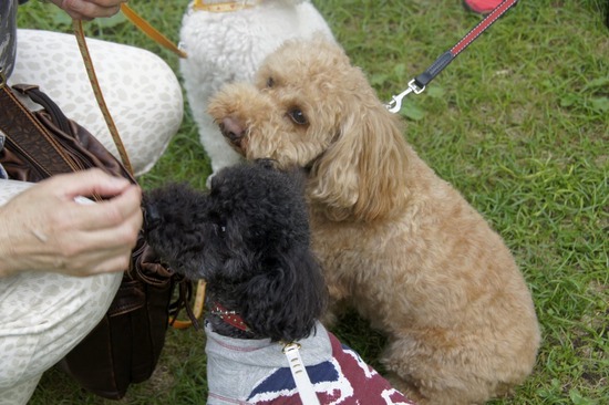 as know as de wan_銀座リリー_トイプードル12