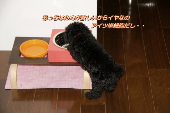 銀座 トイプードル リリー as know as de wan58