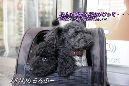 銀座トイプードルリリーas know as de wan27