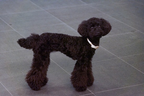 トイプードル ブログ 銀座リリーとドナas know as de wan02