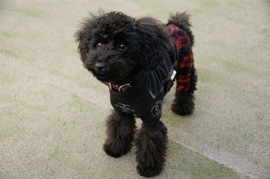 銀座トイプードルリリーas know as de wan04