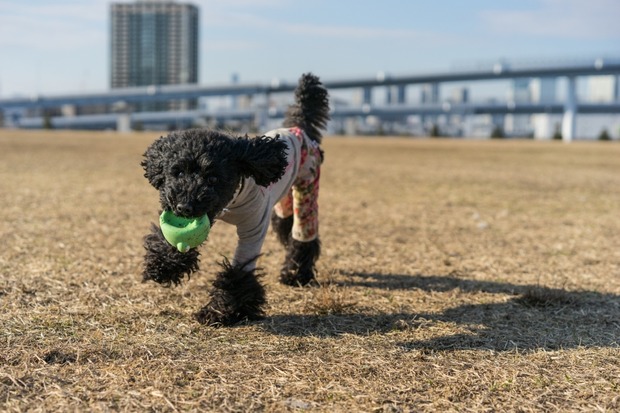 20160203ブラックトイプードル銀座リリードナ28