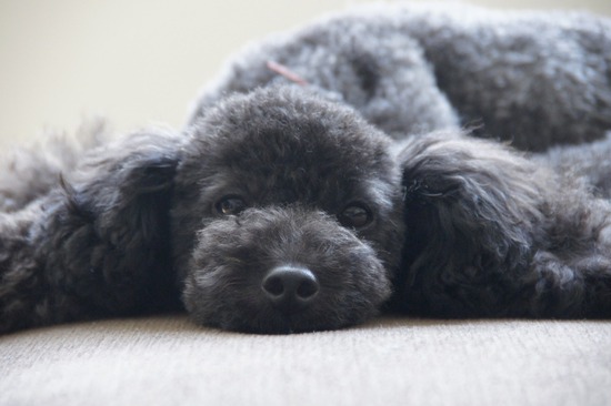 トイプードル銀座リリーasknowasdewan31