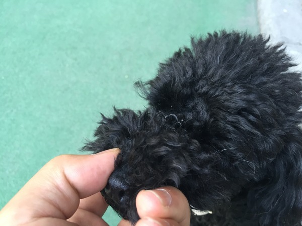 ブラックトイプードル銀座リリードナ04