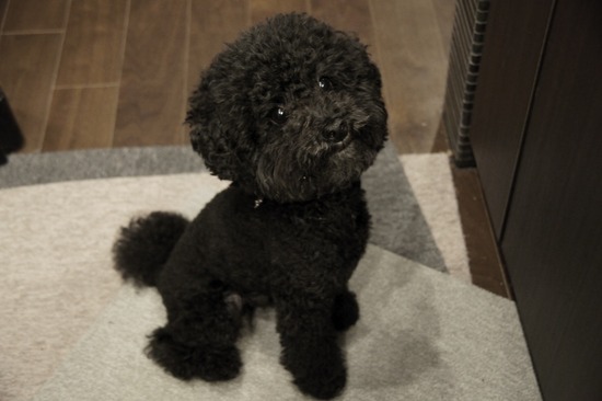 トイプードル銀座リリーとas know as de wan10