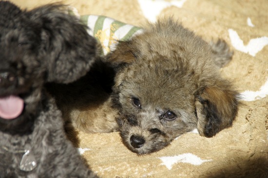 銀座トイプードルリリーas know as de wan09