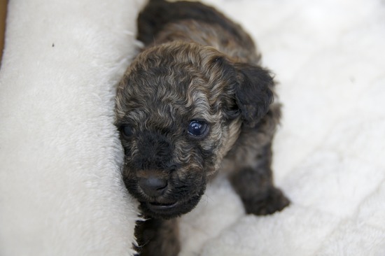 as know as de wanとトイプードルブラックの銀座リリー06