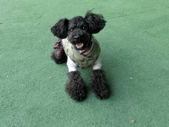 as know as de wan トイプードル 銀座リリー02