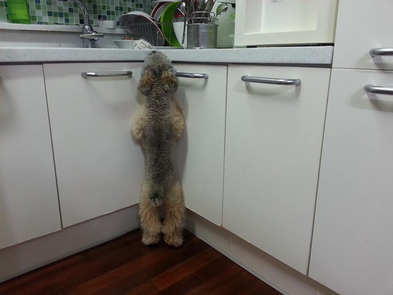 ブログRosieトイプードル銀座リリーとドナas know as de wan02