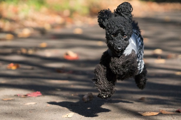 20151205ブラックトイプードル銀座リリー＆ドナ50