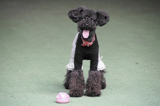 as know as de wan トイプードル 銀座リリー33