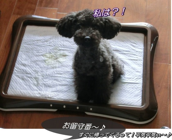 銀座トイプードルリリーas know as de wan02