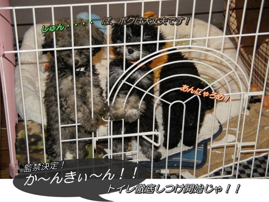 銀座トイプードルリリーas know as de wan17