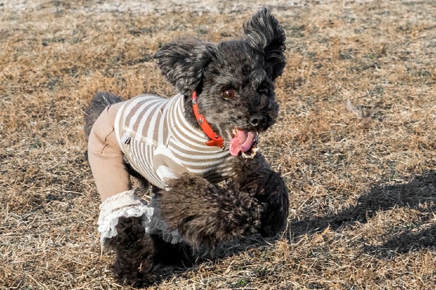 20151231ブラックトイプードル銀座リリー＆ドナ07