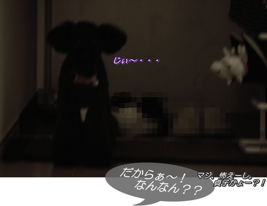 トイプードル銀座リリーas know as dewan05