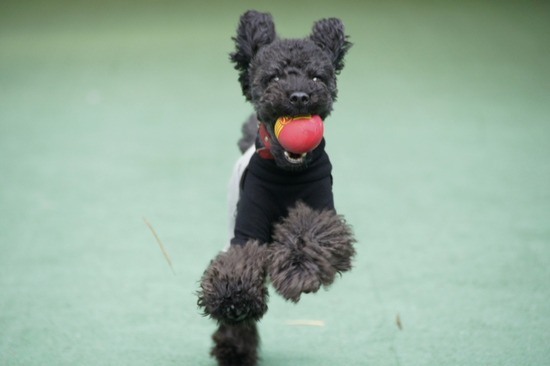 as know as de wan トイプードル 銀座リリー29