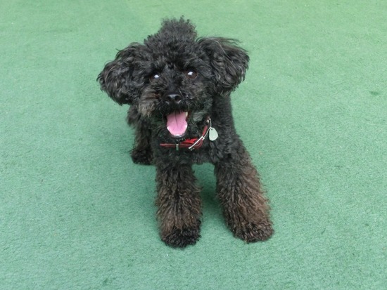 トイプードル銀座リリー＆ドナ07