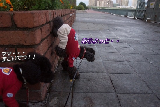 ブログRosieトイプードル銀座リリーとドナas know as de wan09