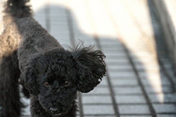 20151127ブラックトイプードル銀座リリー＆ドナ011