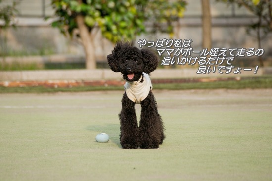 ブログRosieトイプードル銀座リリーとドナas know as de wan20