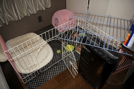 銀座トイプードルリリーas know as de wan11