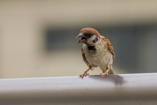 ブログRosieトイプードル銀座リリーとドナas know as de wan17