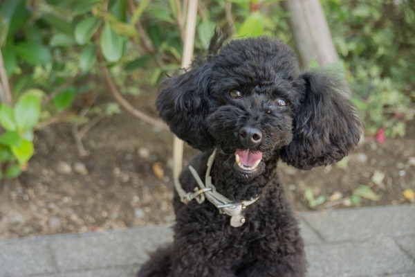 ブラックトイプードル銀座リリードナ00040