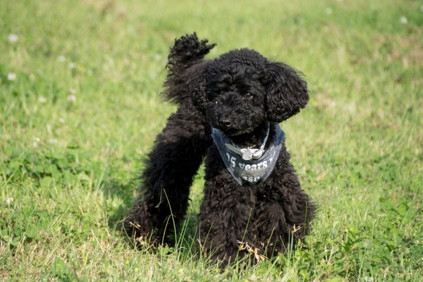 ブラックトイプードル銀座リリードナ018