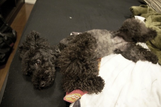 as know as de wanとブラックのトイプードル銀座リリー16