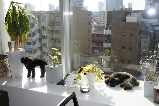 銀座トイプードルリリーas know as de wan11