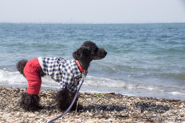 トイプードル銀座リリー023