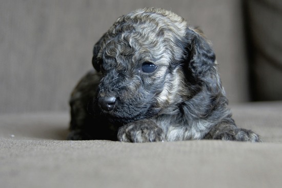 as know as de wanとトイプードルブラックの銀座リリー05