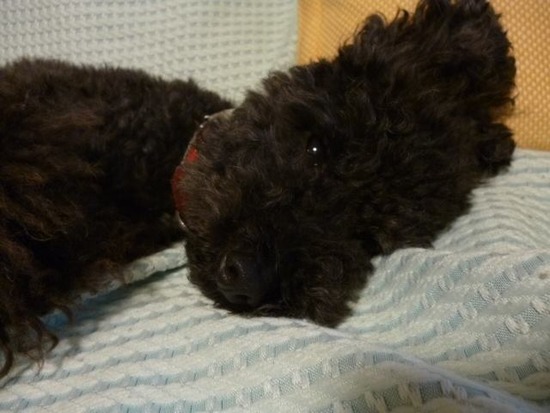 1184953_207226492778983_323874966_n