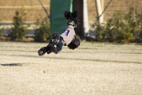 銀座トイプードルリリーas know as de wan32