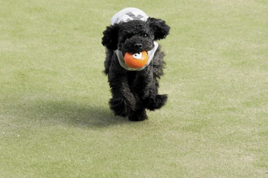 トイプードル銀座リリーとas know as de wan36