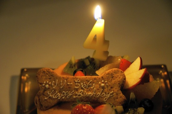 as know as de wanとトイプードルブラックの銀座リリー25