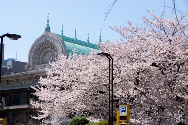 ブラックトイプードル銀座リリードナ002