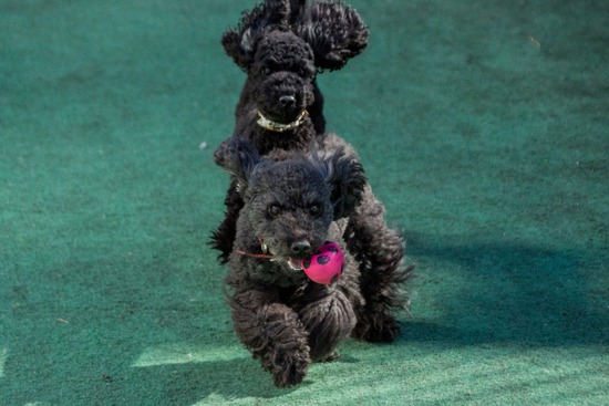 トイプードル ブログ 銀座リリーとドナ26