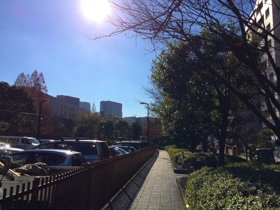 銀座トイプードル,リリーとドナ,as know as de wan119