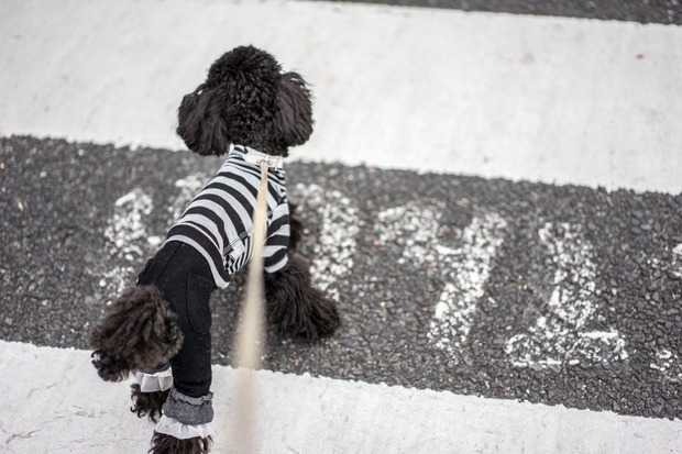ブラックトイプードル銀座リリー＆ドナ42