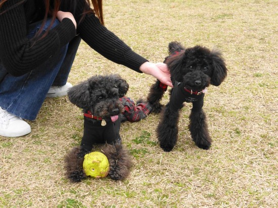 銀座トイプードルリリーとドナas know as de wan04