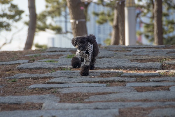 トイプードル銀座リリー023