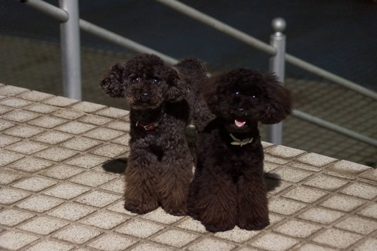 トイプードル銀座リリー＆ドナ25