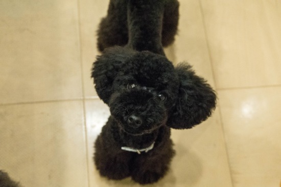 ニャンバーワン,銀座トイプードル,リリーとドナ,asknowasdewan029