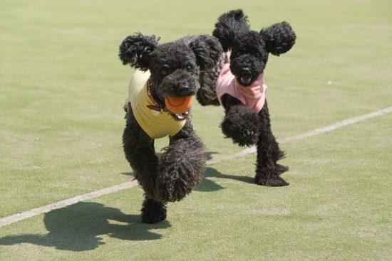 トイプードル ブログ 銀座リリーとドナas know as de wan58