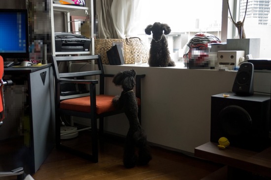 トイプードル ブログ 銀座リリーとドナ03